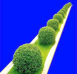 灌木101_效果圖植物配景素材