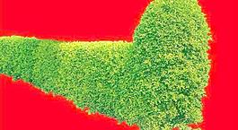 灌木092_效果圖植物配景素材