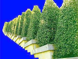 灌木088_效果圖植物配景素材