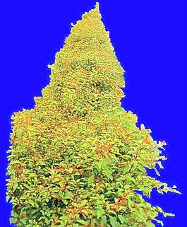 灌木062_效果圖植物配景素材