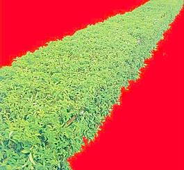 灌木049_效果圖植物配景素材