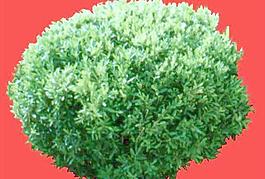 灌木017_效果圖植物配景素材