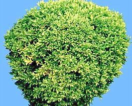 灌木015_效果圖植物配景素材
