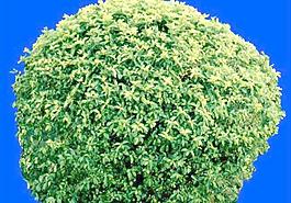 灌木014_效果圖植物配景素材