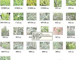 園林樹木4