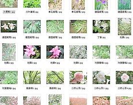 園林植物3
