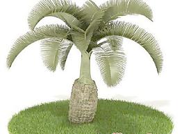 國外植物3D模型2-5