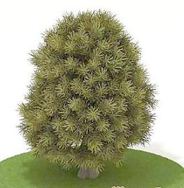 國外植物3D模型2-2