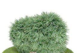 國外植物3D模型4-5