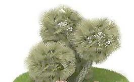 國外植物3D模型4-2