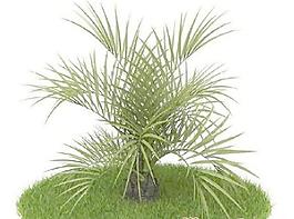 國外植物3D模型5-5