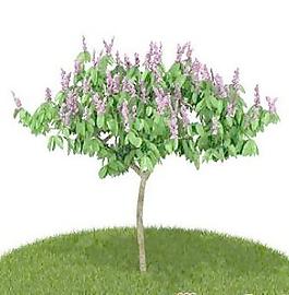 國外植物3D模型6-2