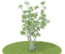 國(guó)外植物3D模型8-3