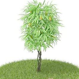 國(guó)外植物3D模型9-5