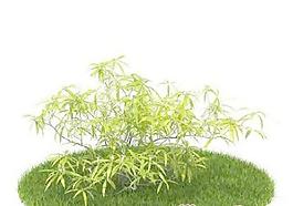 國外植物3D模型11-2