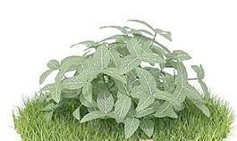 國外植物3D模型12-5