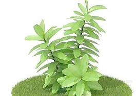 國外植物3D模型12-3