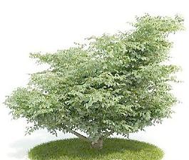 國外精品植物-樹木-灌木3D模型2-5套3