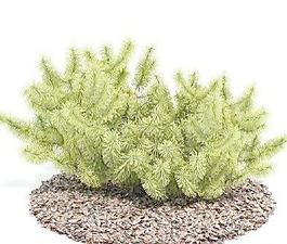 國(guó)外精品植物-樹(shù)木-灌木3D模型5-5套4
