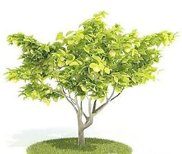 灌木