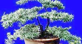 盆栽g133——盆景盆花植物素材