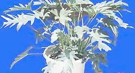 盆栽g109——盆景盆花植物素材