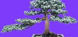 盆栽g024——盆景盆花植物素材