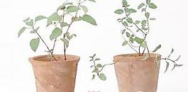 盆栽g005——盆景盆花植物素材