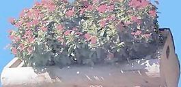 花缽161——小品素材