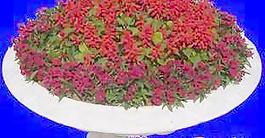 花壇105——植物素材