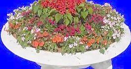 花壇101——植物素材