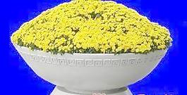 花壇031——植物素材