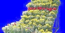 花壇025——植物素材