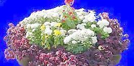 花壇021——植物素材