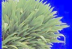 植皮草地080——草坪素材