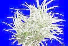 植皮草地049——草坪素材