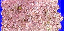 植皮草地038——草坪素材