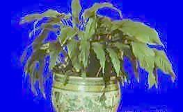 盆栽115——植物素材