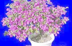 盆栽107——植物素材