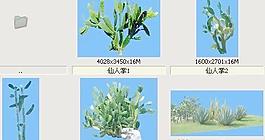 仙人掌-沙漠類(lèi)——植物素材