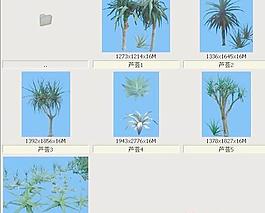 蘆薈-沙漠類(lèi)——植物素材
