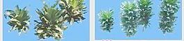 阿波羅-沙漠類(lèi)——植物素材