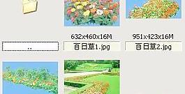 百日草-草本類-觀花——植物素材