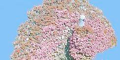 奇型造型055——植物素材