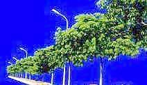 樹叢35——植物素材
