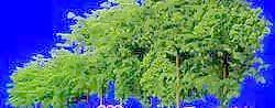 樹叢33——植物素材