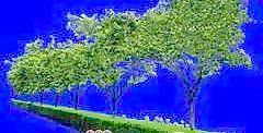 樹叢31——植物素材