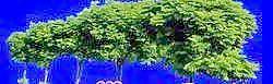樹叢29——植物素材