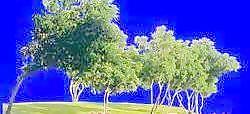 樹叢19——植物素材