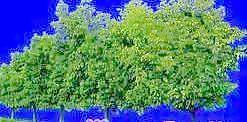 樹叢15——植物素材